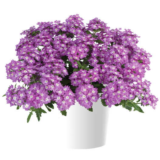 バーベナ　ヴァネッサ 