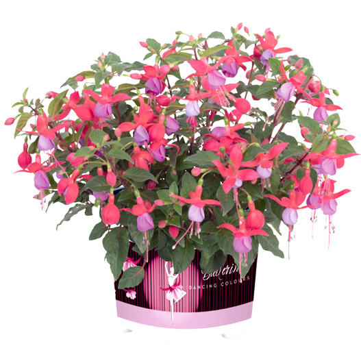 フクシア　バレリーナ 