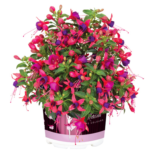 フクシア　バレリーナ 