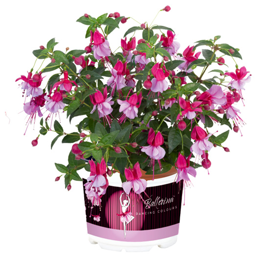 フクシア　バレリーナ 