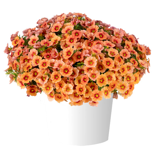 カリブラコア アイコニック｜WEBカタログ｜未来アグリス株式会社|未来