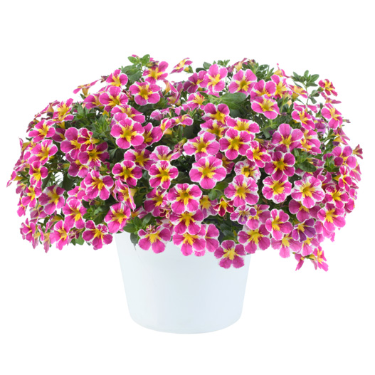 カリブラコア　リア 