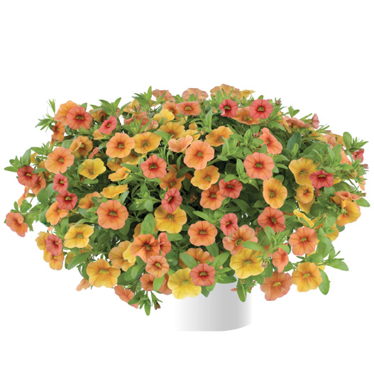 カリブラコア　リア 