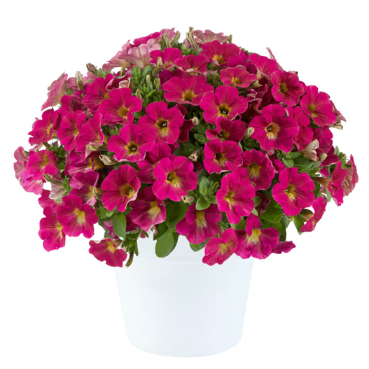 ペチュニア　カペラ 