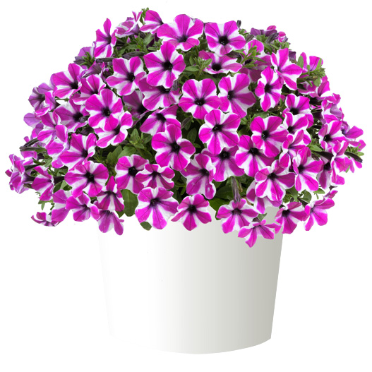 ペチュニア　カペラ 