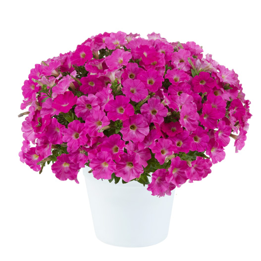 ペチュニア　カペラ 