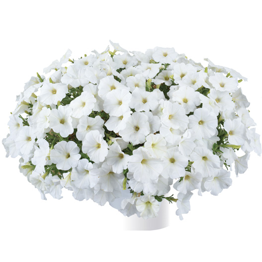 ペチュニア　カスカディアス 