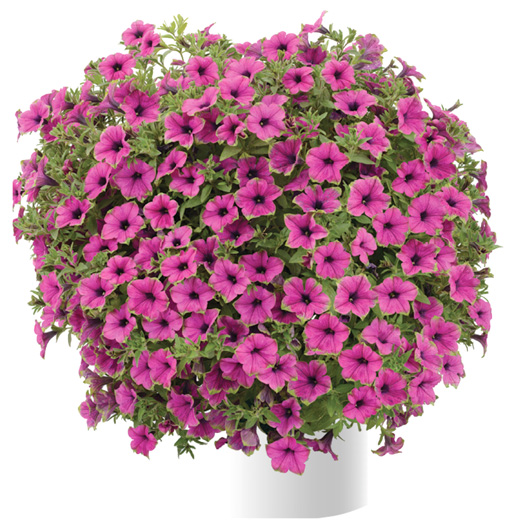 ペチュニア　カスカディアス 