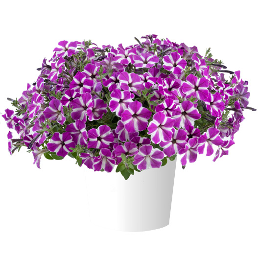 ペチュニア　カスカディアス 