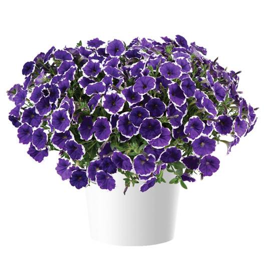 ペチュニア　カスカディアス 