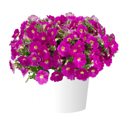 ペチュニア　カスカディアス 