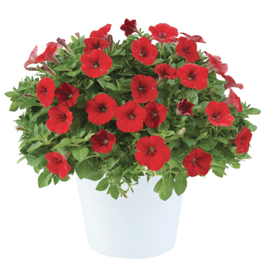 ペチュニア　リトルチュニア 