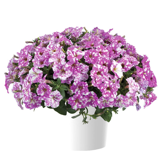 ペチュニア　スプラッシュダンス 