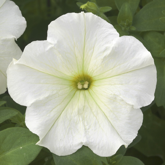 ペチュニア　ディーバ 