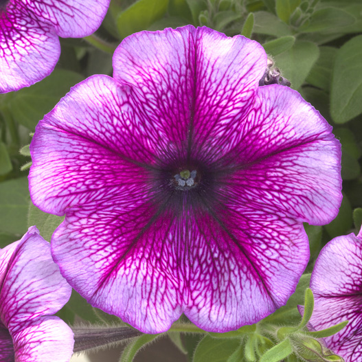 ペチュニア　ディーバ 