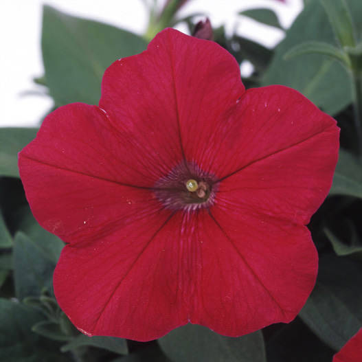 ペチュニア　バカラ シリーズ 