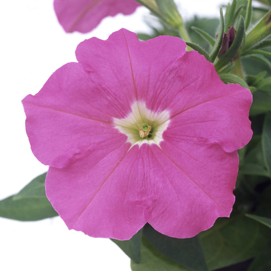 ペチュニア　バカラ シリーズ 