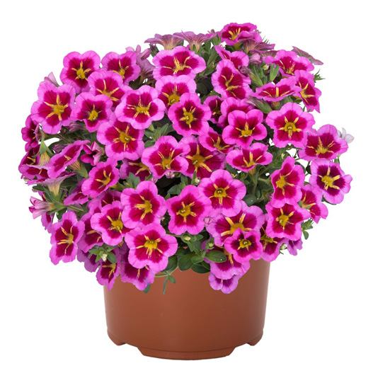 カリブラコア　ティックトック 