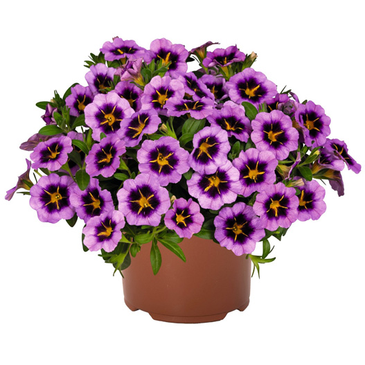 カリブラコア　ティックトック 