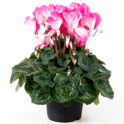 シクラメン F1　フュージョン ミディ 