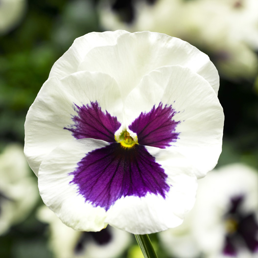 パンジー F1　デルタPRO(デルタプロ) シリーズ 