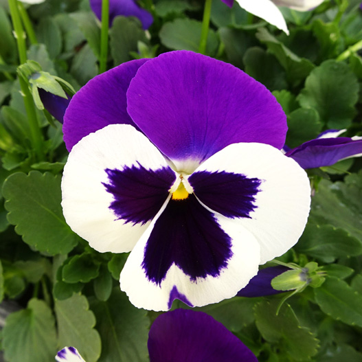 パンジー F1　デルタPRO(デルタプロ) シリーズ 