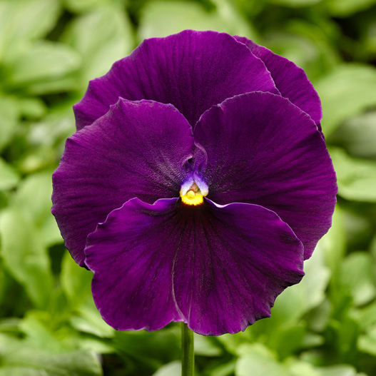 パンジー F1　デルタPRO(デルタプロ) シリーズ 