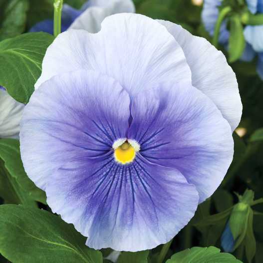 パンジー F1　デルタPRO(デルタプロ) シリーズ 