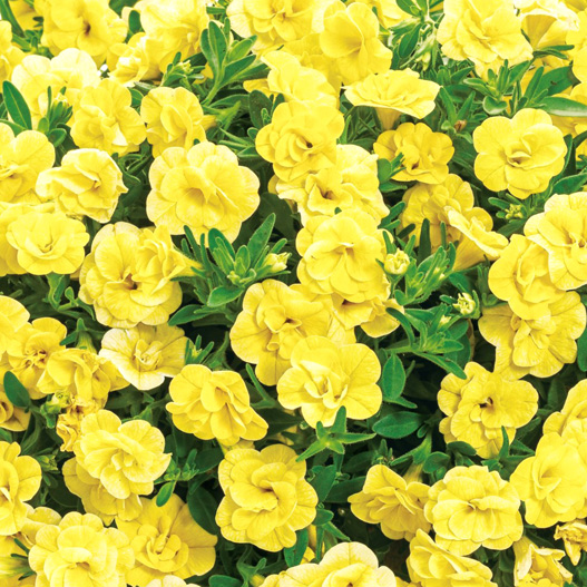 カリブラコア　スーパーベル シリーズ 