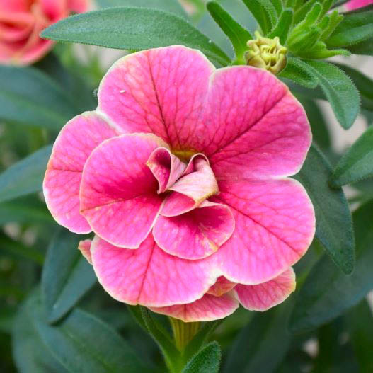 カリブラコア　スーパーベル シリーズ 