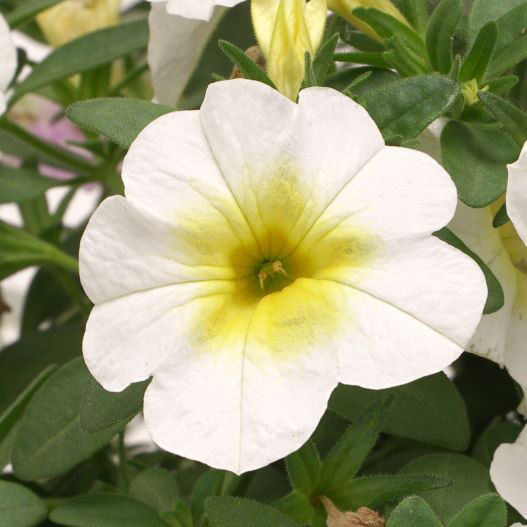 カリブラコア　スーパーベル シリーズ 