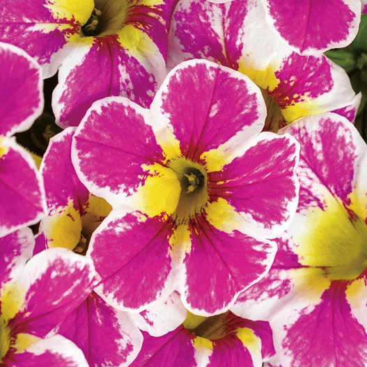 カリブラコア　スーパーベル シリーズ 