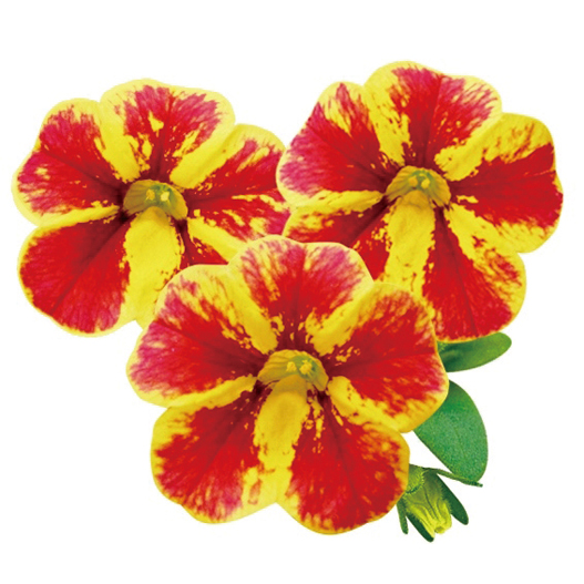 カリブラコア　スーパーベル シリーズ 