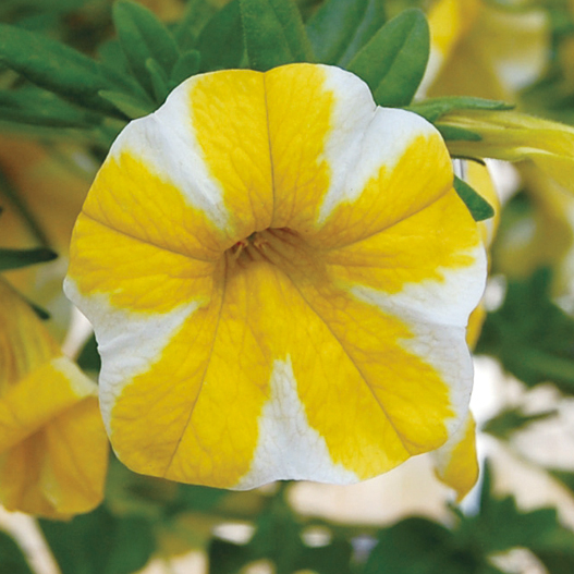 カリブラコア　スーパーベル シリーズ 