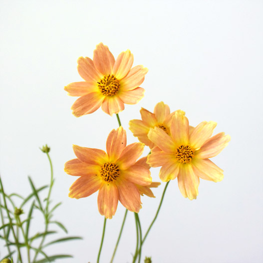 コレオプシス　カラーチェンジセレクション 