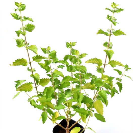 カリオプテリス　ユニークセレクション 