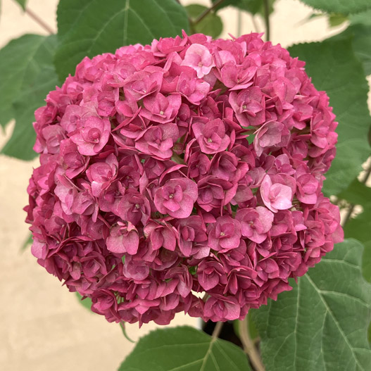 ハイドランジア アナベル バーガンディアイ｜WEBカタログ｜未来