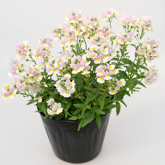 ネメシア　ミライネメシア 