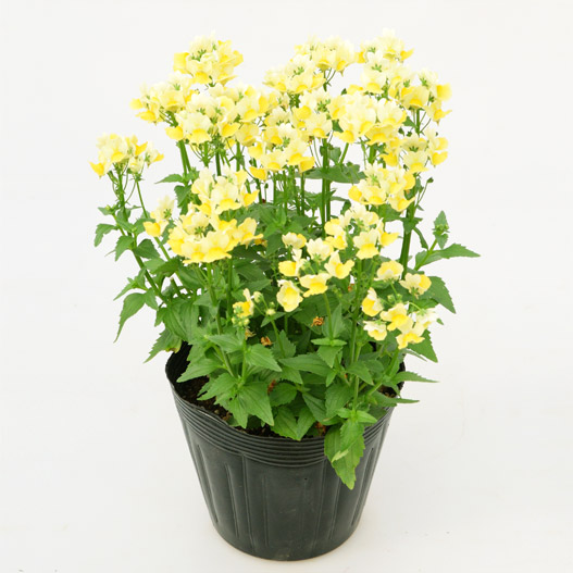 ネメシア　ミライネメシア 