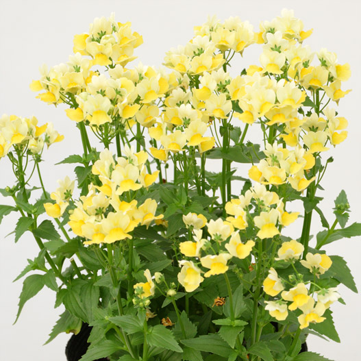 ネメシア　ミライネメシア 