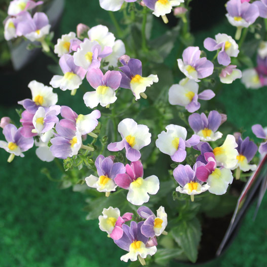 ネメシア　ミライネメシア 