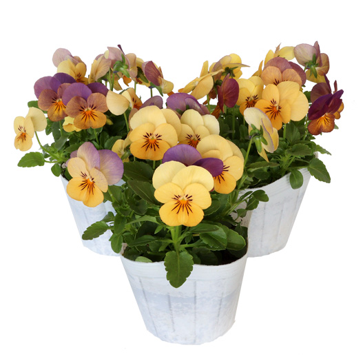 ビオラ　パンプキン 