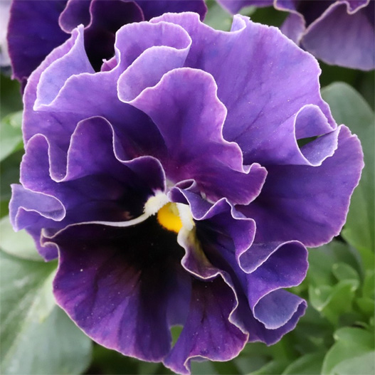 ビオラ　和モダンクラシックカラー 