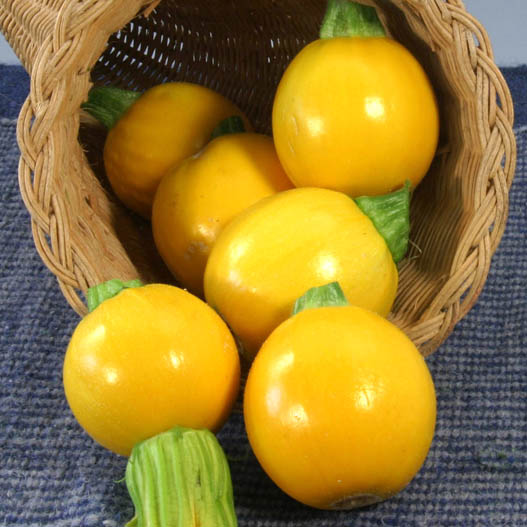 ズッキーニ　ミニ丸 シリーズ 