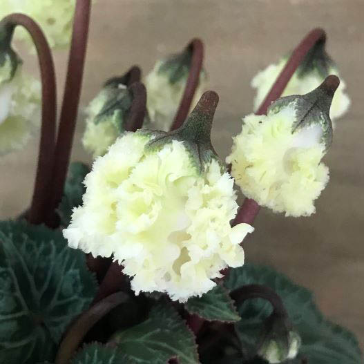 シクラメン 大栄　スワン シリーズ 中輪系品種