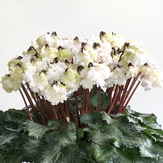 シクラメン 大栄　スワン シリーズ 中輪系品種