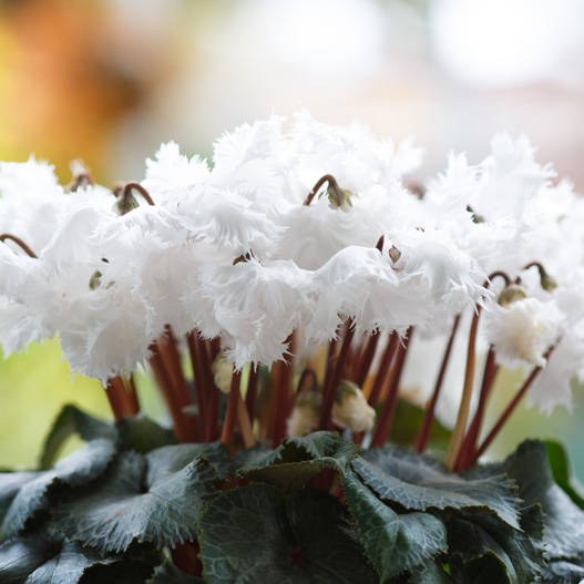 シクラメン 大栄　スワン シリーズ 中輪系品種