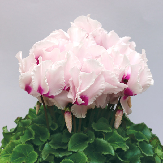 シクラメン F1　レジーナ シリーズ 中大輪系品種