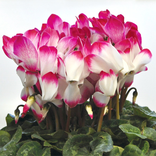 シクラメン　ラパン シリーズ 大輪系品種