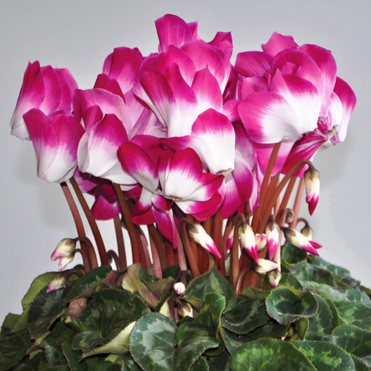 シクラメン　ラパン シリーズ 大輪系品種